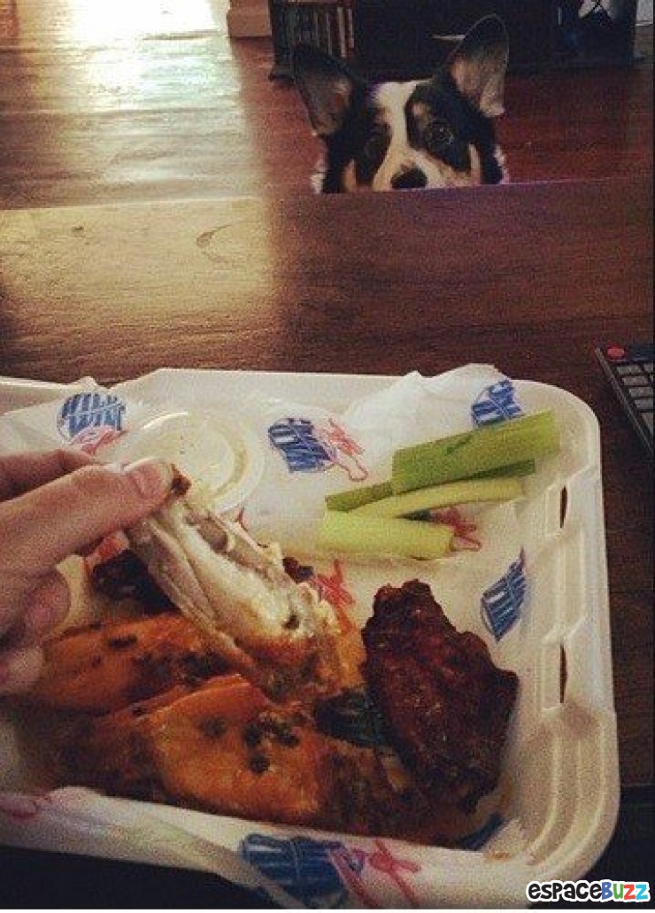 Illustration de l'article : 14 photos de chiens qui vous feront craquer