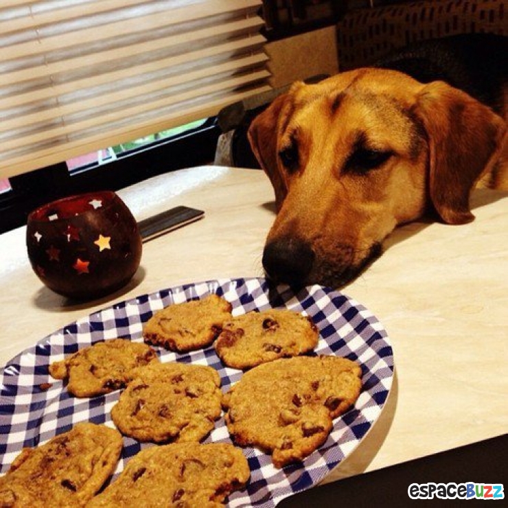 Illustration de l'article : 14 photos de chiens qui vous feront craquer