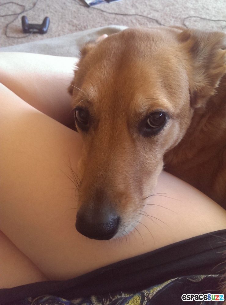 Illustration de l'article : 14 photos de chiens qui vous feront craquer