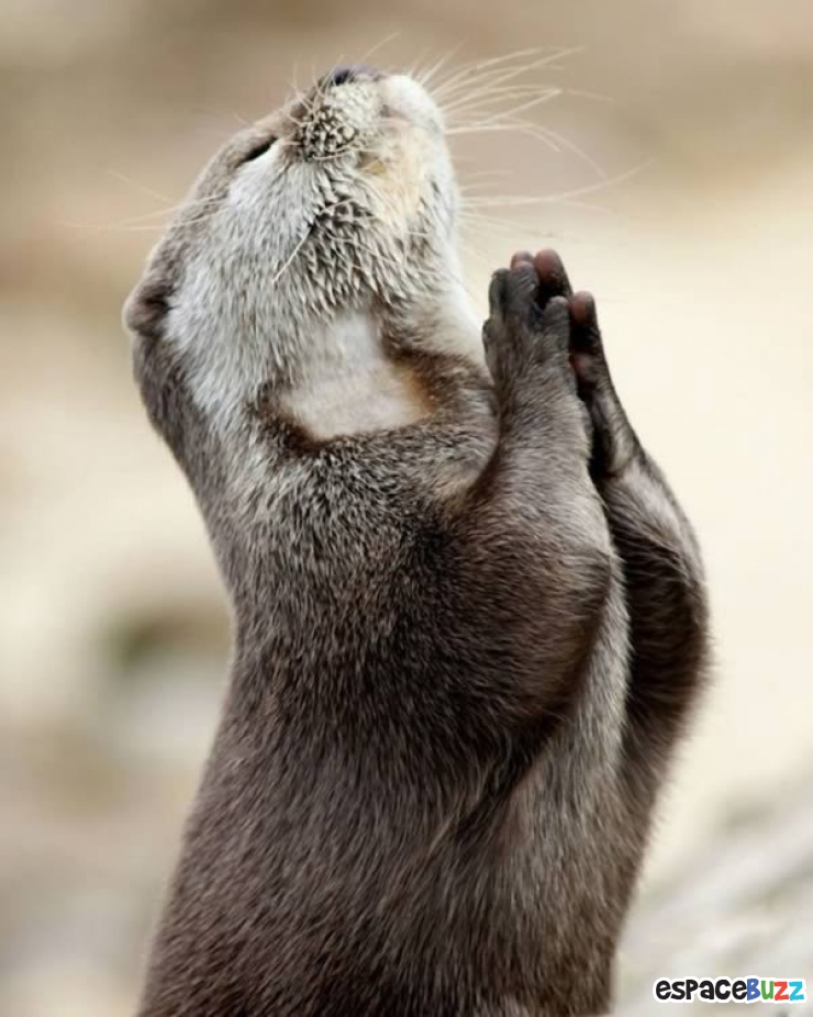 Illustration de l'article : 12 photographies d'animaux prises au meilleur moment possible