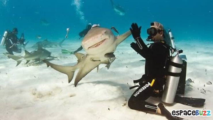 Illustration de l'article : 12 photographies d'animaux prises au meilleur moment possible