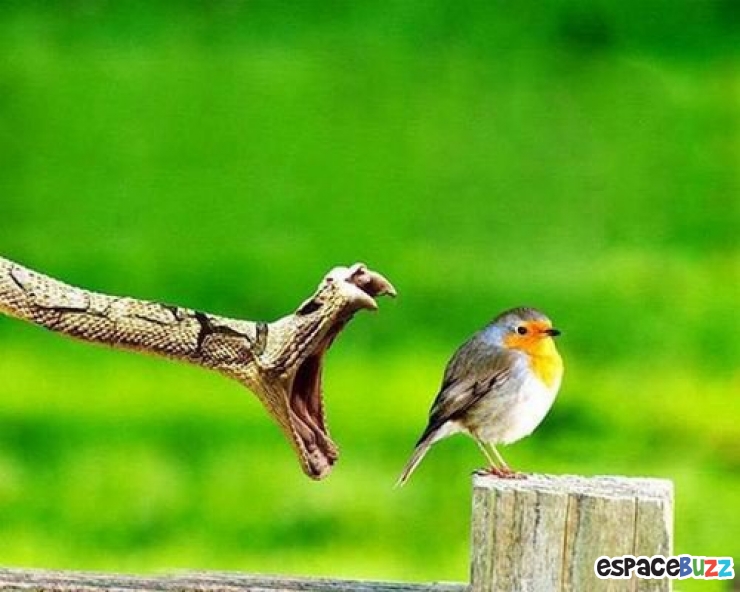 Illustration de l'article : 12 photographies d'animaux prises au meilleur moment possible