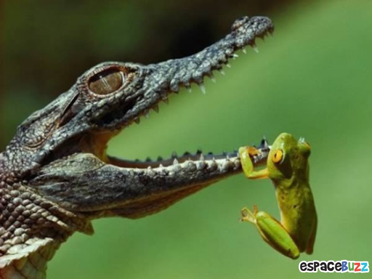 Illustration de l'article : 12 photographies d'animaux prises au meilleur moment possible