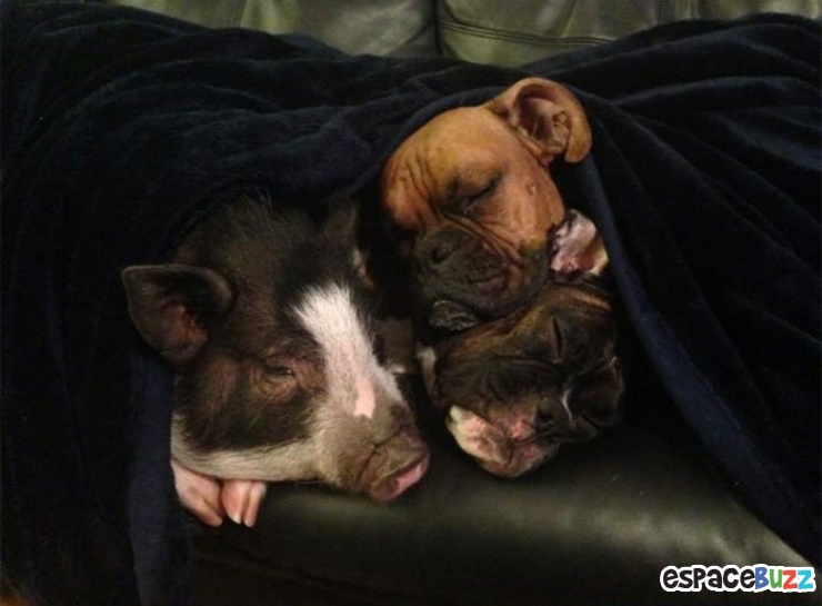 Illustration de l'article : Voici Virginie, un porcinet qui se prend pour un chien