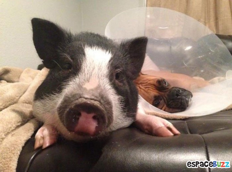 Illustration de l'article : Voici Virginie, un porcinet qui se prend pour un chien