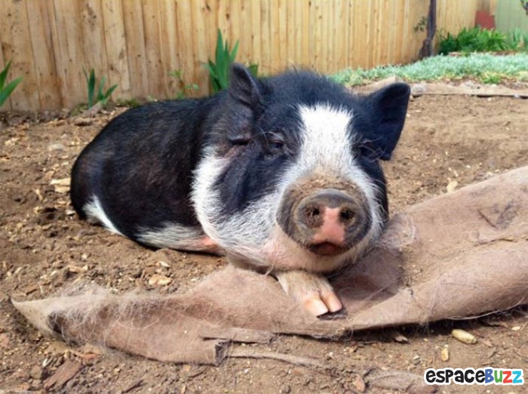 Illustration de l'article : Voici Virginie, un porcinet qui se prend pour un chien