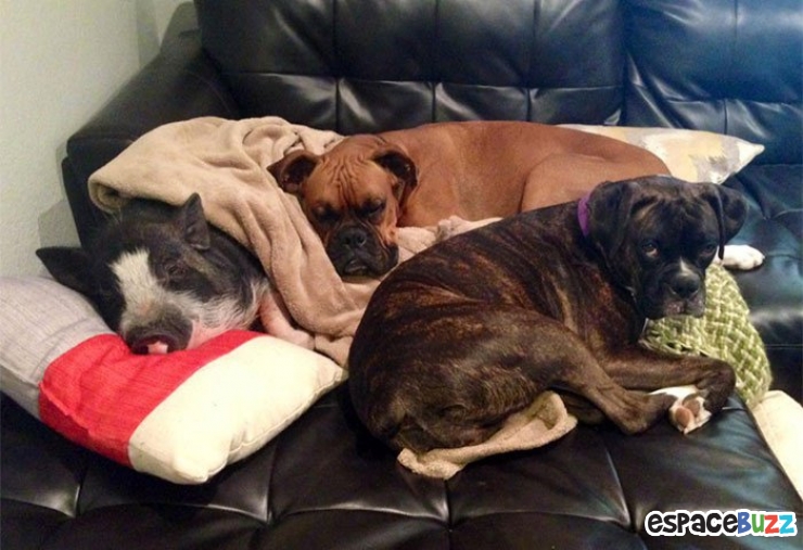 Illustration de l'article : Voici Virginie, un porcinet qui se prend pour un chien