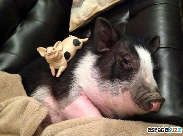 Illustration de l'article : Voici Virginie, un porcinet qui se prend pour un chien