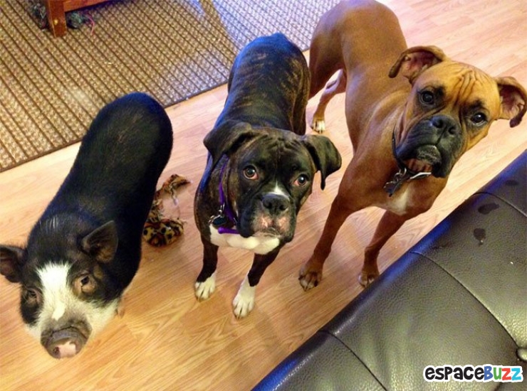 Illustration de l'article : Voici Virginie, un porcinet qui se prend pour un chien