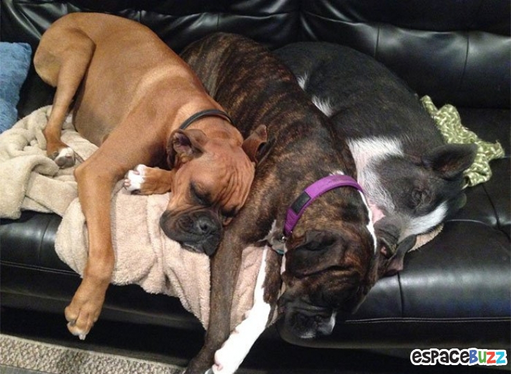 Illustration de l'article : Voici Virginie, un porcinet qui se prend pour un chien