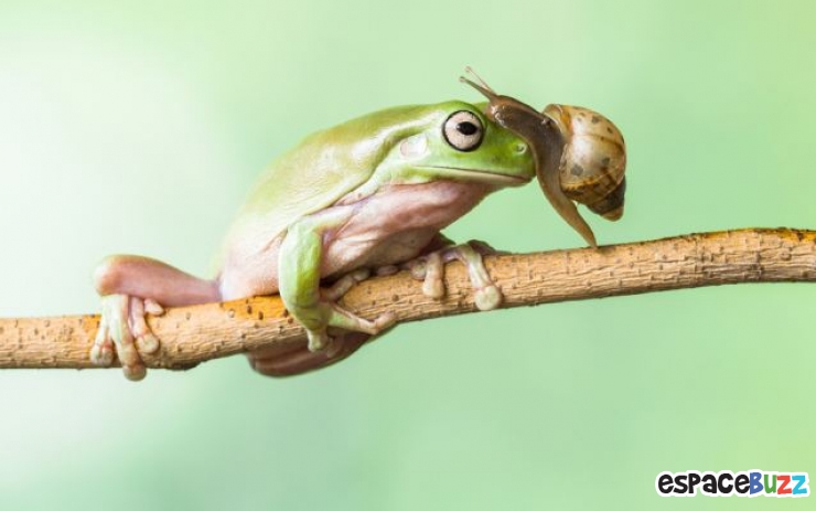 Illustration de l'article : Une surprenante histoire d'amitié entre un escargot et une grenouille