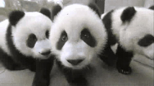 Illustration de l'article : Nos amis les Pandas en 8 Photos!