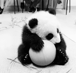 Illustration de l'article : Nos amis les Pandas en 8 Photos!