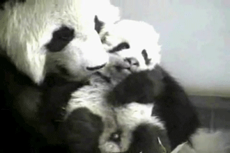Illustration de l'article : Nos amis les Pandas en 8 Photos!