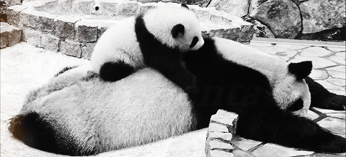Illustration de l'article : Nos amis les Pandas en 8 Photos!