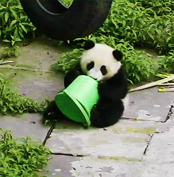 Illustration de l'article : Nos amis les Pandas en 8 Photos!