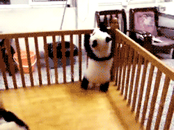 Illustration de l'article : Nos amis les Pandas en 8 Photos!