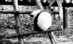 Illustration de l'article : Nos amis les Pandas en 8 Photos!