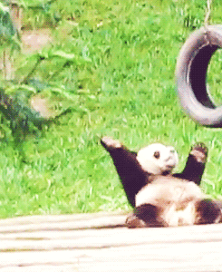 Illustration de l'article : Nos amis les Pandas en 8 Photos!
