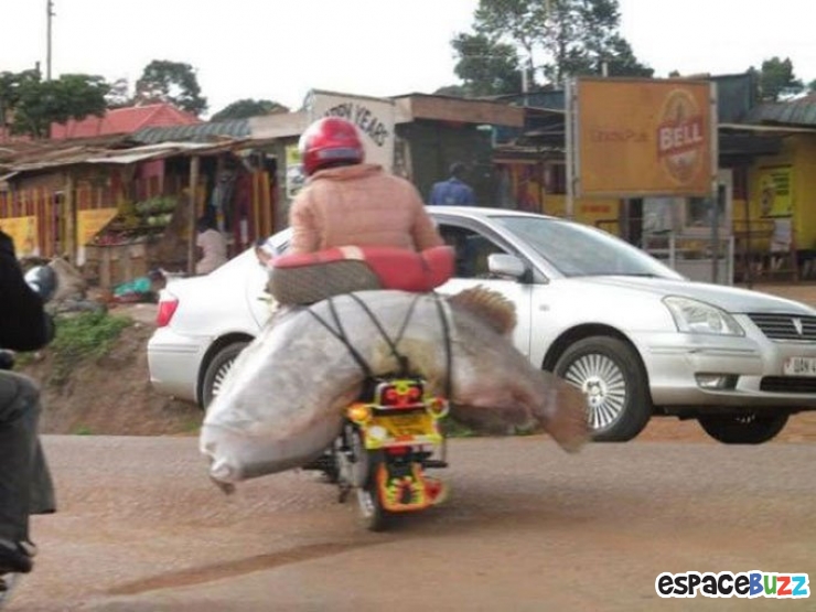 Illustration de l'article : Top 10 des rencontres insolites qu'on peut faire sur la route