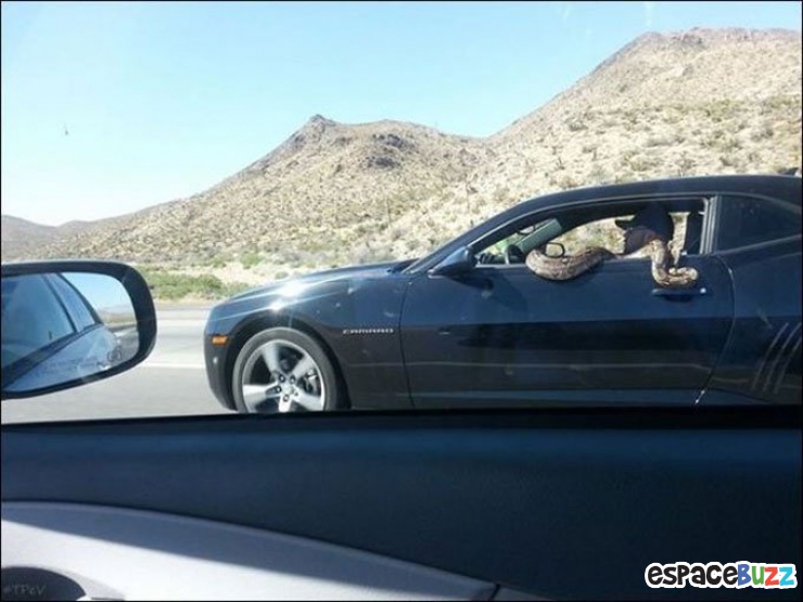 Illustration de l'article : Top 10 des rencontres insolites qu'on peut faire sur la route