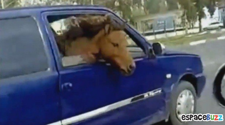 Illustration de l'article : Top 10 des rencontres insolites qu'on peut faire sur la route