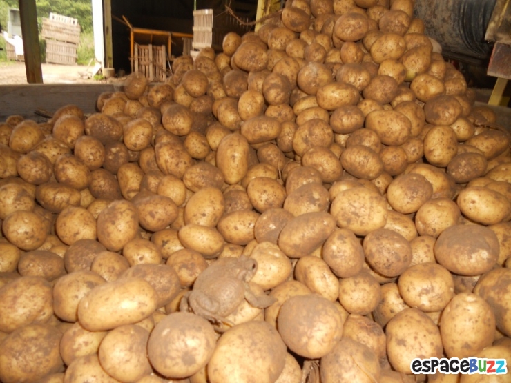 Illustration de l'article : Trouvez L'intrus: Les patates!