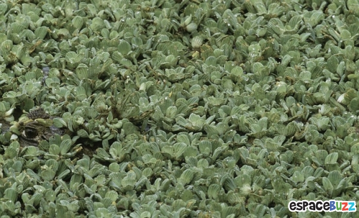 Illustration de l'article : Trouvez l'intrus!