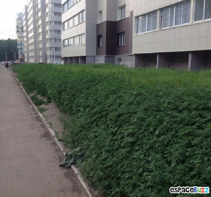 Illustration de l'article : Des employés municipaux Russes plantent du cannabis au lieu de planter du gazon!