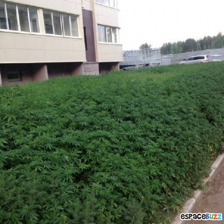 Illustration de l'article : Des employés municipaux Russes plantent du cannabis au lieu de planter du gazon!