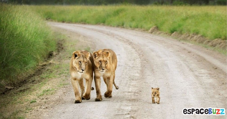 Illustration de l'article : L'amour parental dans le règne animal à travers 10 photos impressionnantes.