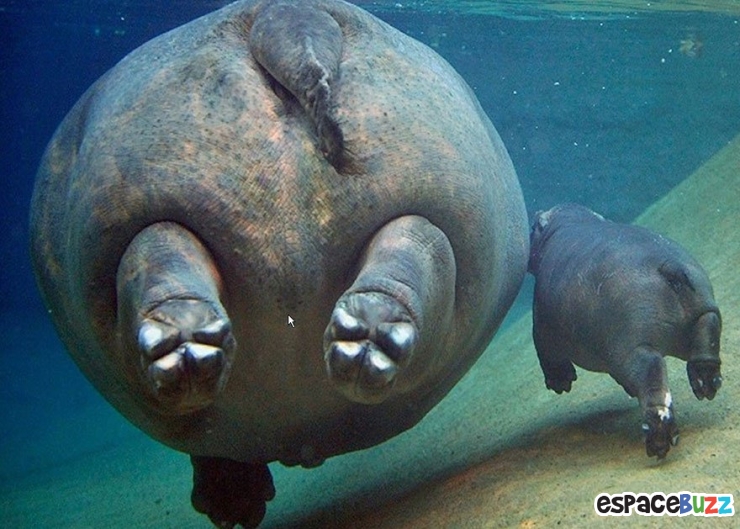 Illustration de l'article : L'amour parental dans le règne animal à travers 10 photos impressionnantes.