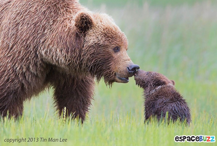 Illustration de l'article : L'amour parental dans le règne animal à travers 10 photos impressionnantes.
