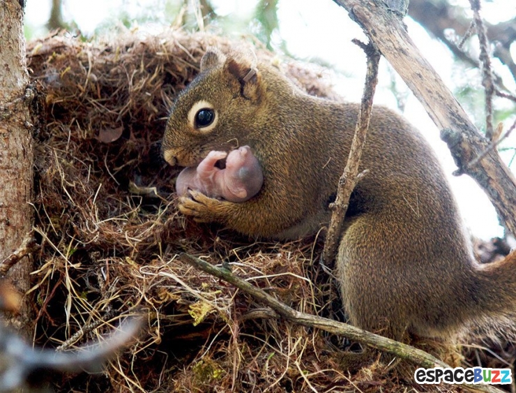 Illustration de l'article : L'amour parental dans le règne animal à travers 10 photos impressionnantes.
