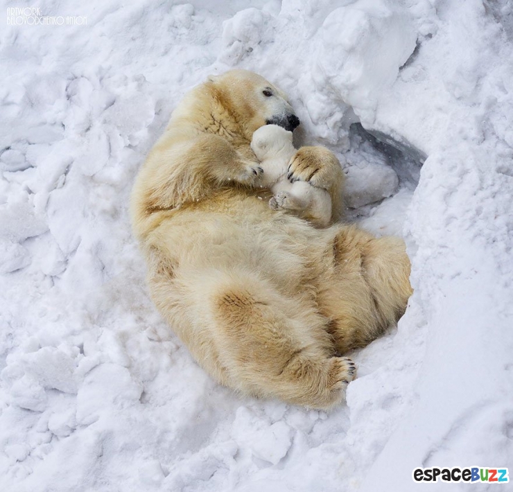 Illustration de l'article : L'amour parental dans le règne animal à travers 10 photos impressionnantes.