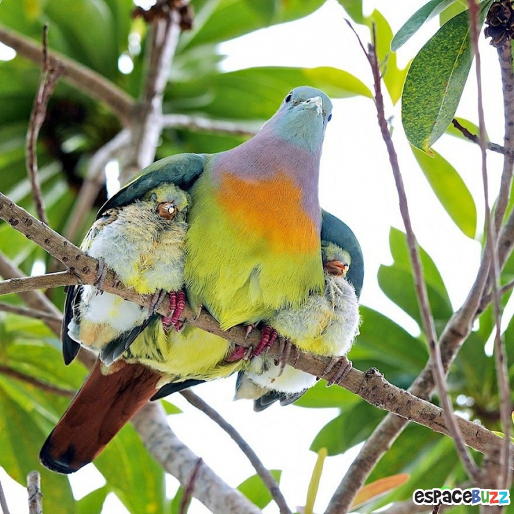 Illustration de l'article : L'amour parental dans le règne animal à travers 10 photos impressionnantes.
