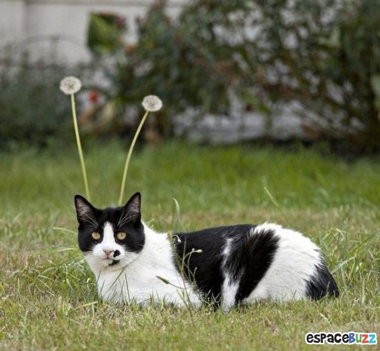 Illustration de l'article : Top 10 des meilleures photos d’illusion optique