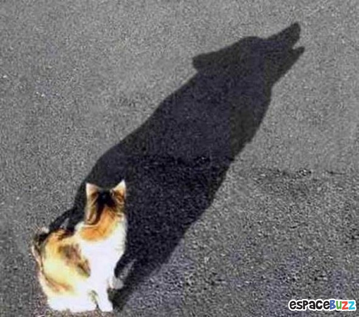 Illustration de l'article : Top 10 des meilleures photos d’illusion optique