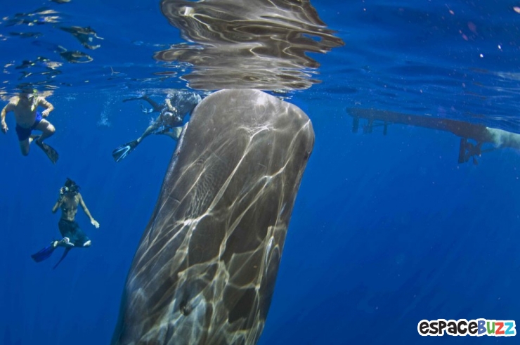 Illustration de l'article : Top 10 des plus belles photos de l’Homme avec le monde sous-marin!