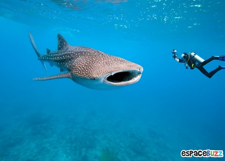 Illustration de l'article : Top 10 des plus belles photos de l’Homme avec le monde sous-marin!