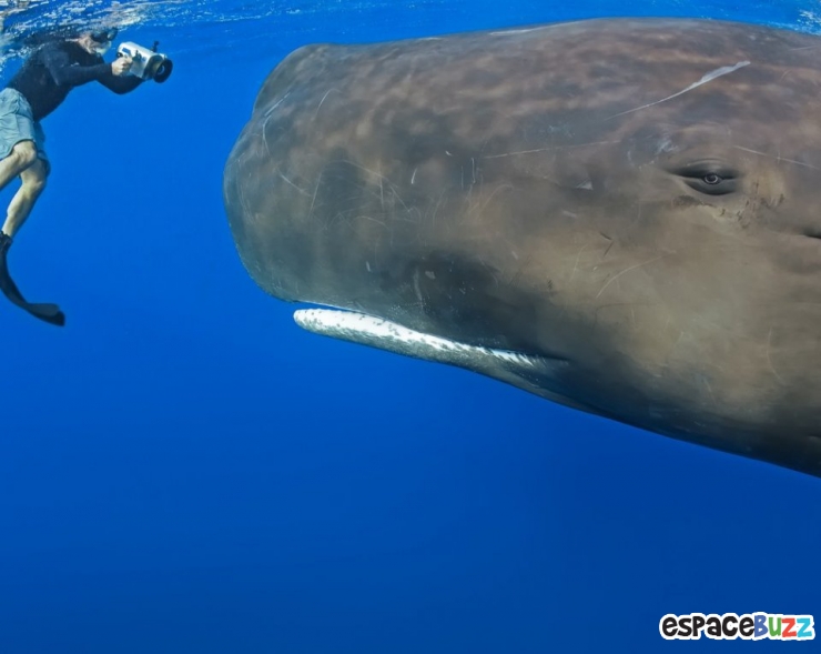 Illustration de l'article : Top 10 des plus belles photos de l’Homme avec le monde sous-marin!