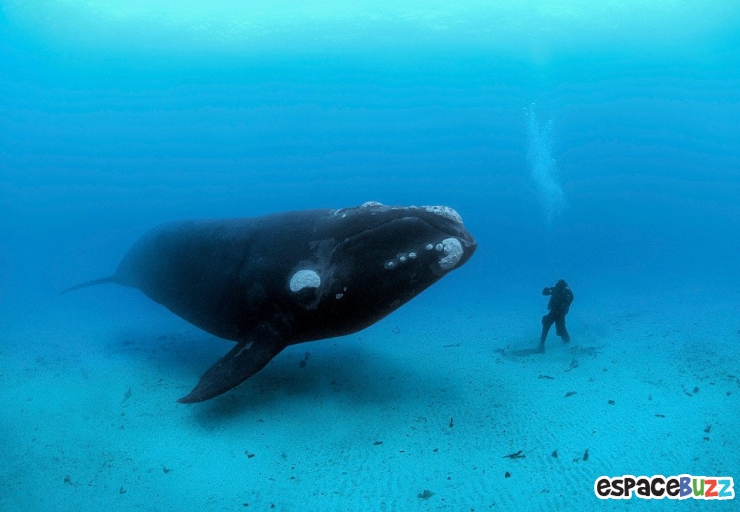 Illustration de l'article : Top 10 des plus belles photos de l’Homme avec le monde sous-marin!