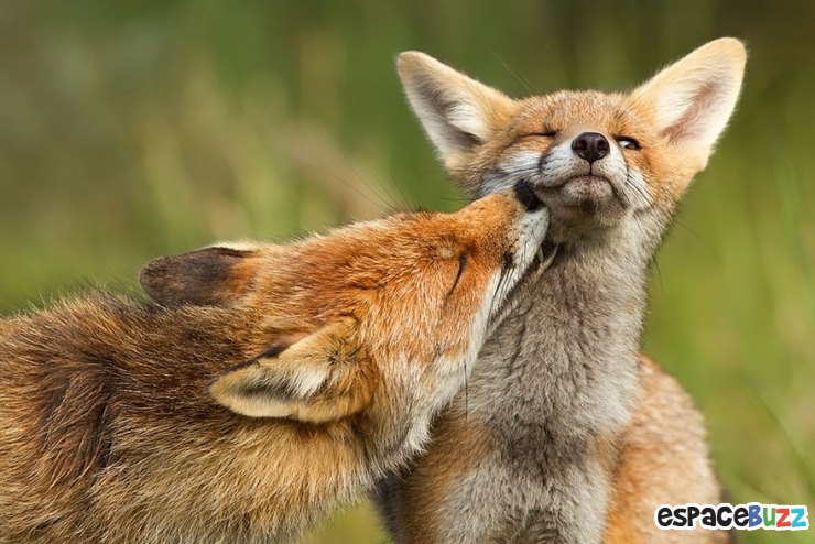 Illustration de l'article : Découvrez la beauté du renard à travers 10 photos incroyables!