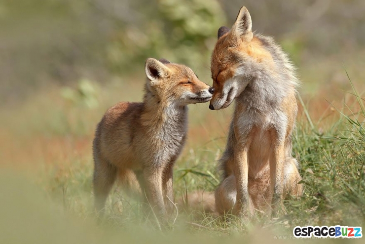 Illustration de l'article : Découvrez la beauté du renard à travers 10 photos incroyables!