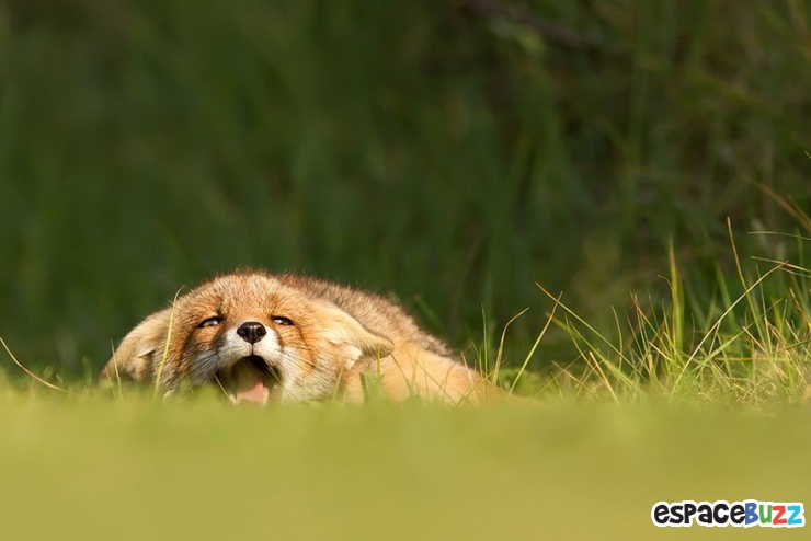 Illustration de l'article : Découvrez la beauté du renard à travers 10 photos incroyables!