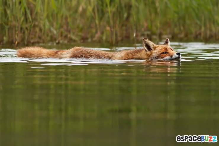 Illustration de l'article : Découvrez la beauté du renard à travers 10 photos incroyables!