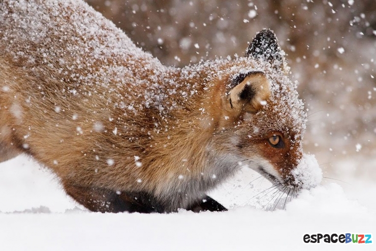 Illustration de l'article : Découvrez la beauté du renard à travers 10 photos incroyables!