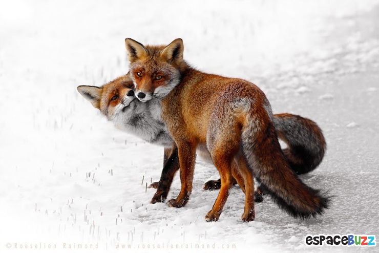 Illustration de l'article : Découvrez la beauté du renard à travers 10 photos incroyables!