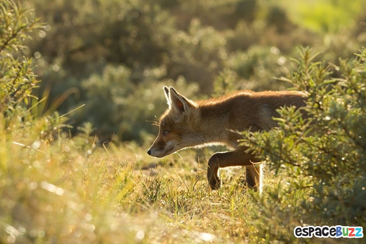 Illustration de l'article : Découvrez la beauté du renard à travers 10 photos incroyables!