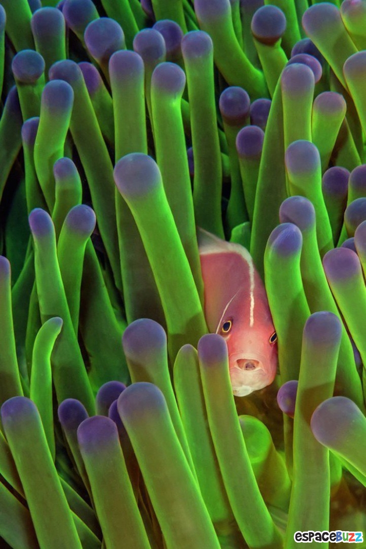 Illustration de l'article : Les 10 meilleures photos primées lors de la B&H Wilderness Photo Competition.